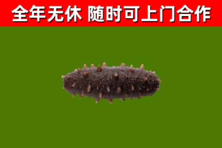 肇庆回收海参干